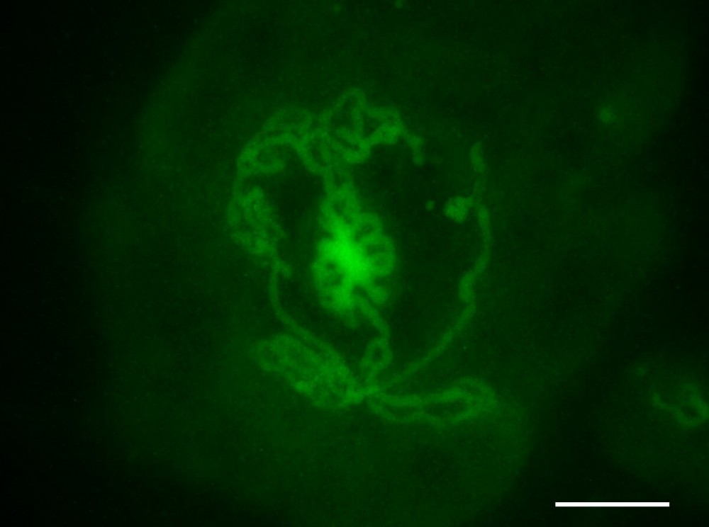 A fluorescent image of a testicular organoid created from mouse embryos and incubated in a dish for 14 days